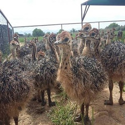 Common-Ostrich-Chicks.jpg