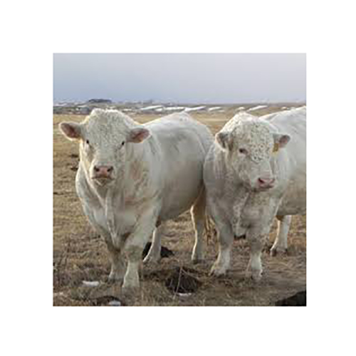 Hereford-Cattle.jpg