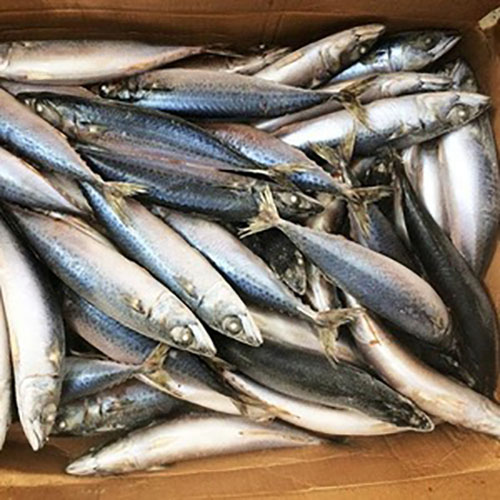 Pacific-Mackerel.jpg