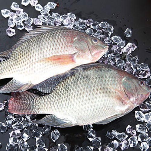 Tilapia-Fish-1.jpg